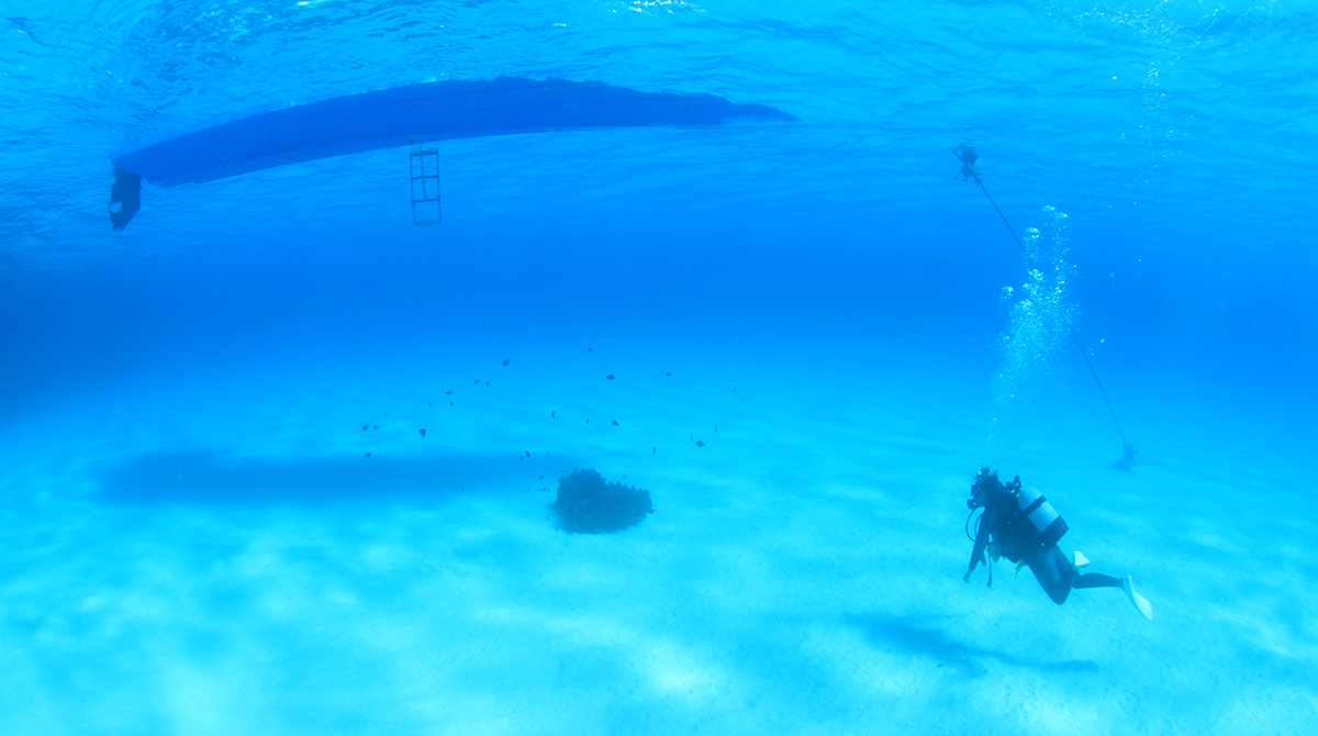 世界に誇るサンゴ礁 渡嘉敷島 Ocean Blue