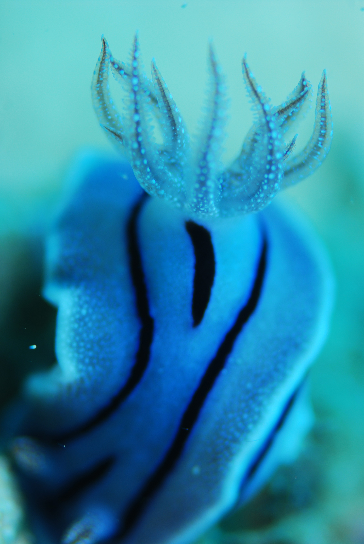 海の宝石・・「ウミウシ」の生態